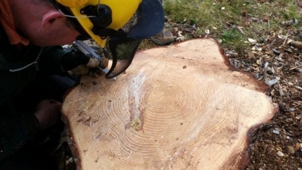 The man discovered an odd sign within the large tree after chopping it down.