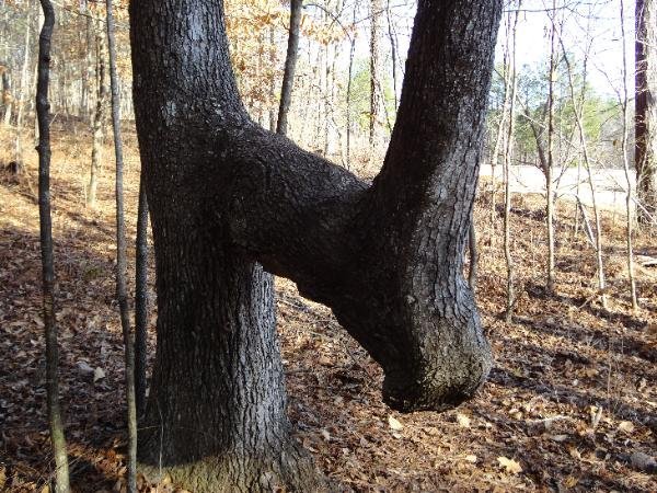 If You See A Bent Tree In The Forest, Start Looking Around Immediately