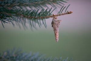 It is important to know why these are hanging from your tree if you see them.