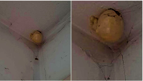 A woman posted a question on Facebook after noticing an extremely odd “egg” on her room’s ceiling.