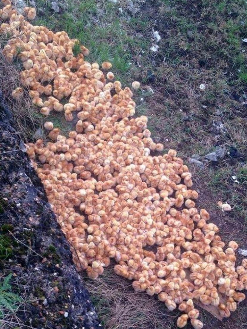 On a stroll, a young man finds “tennis balls” and upon closer inspection, observes that they are moving.