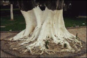 If you spot white-painted trees, you had better know what it means