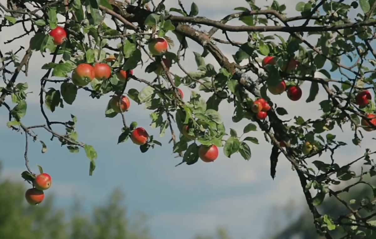 Woman Decides To Cut Down Dead Apple Tree, What She Finds Inside Brings Her Police Protection