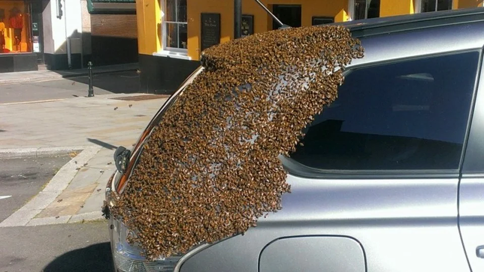 She parked her car one day to do some shopping, but when she returned, she saw that hundreds of unwanted guests had attacked her car.