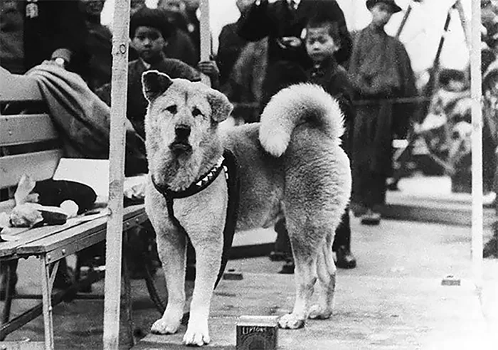 Rare Photos Of Hachiko Patiently Waiting For His Owner Have Surfaced And It’s Heartbreaking To See