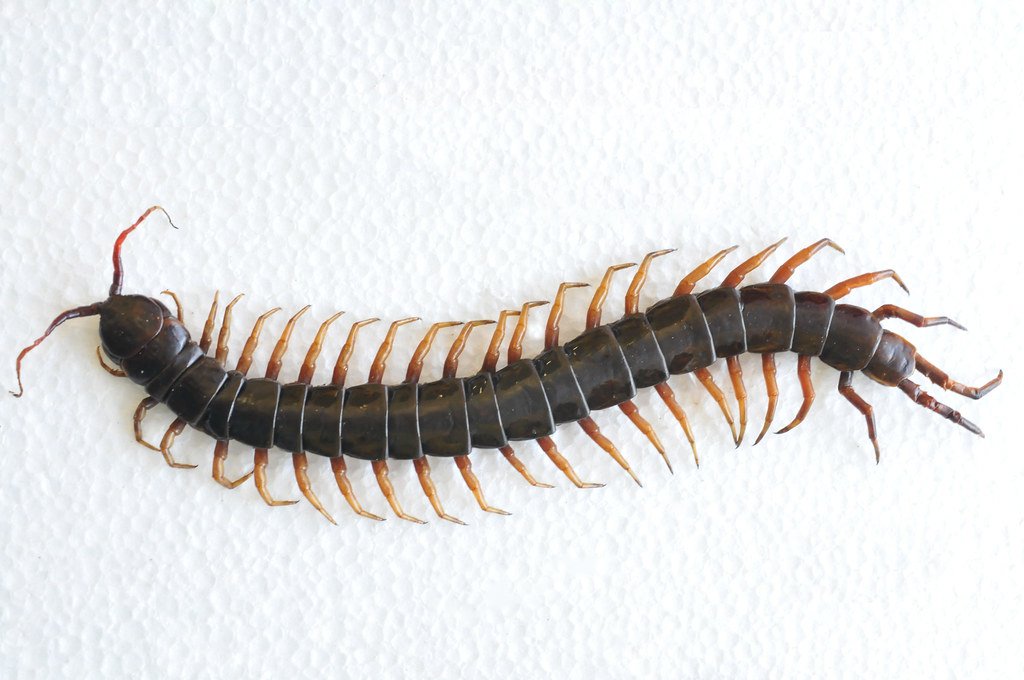 The reasons behind not killing a house centipede you find inside your home