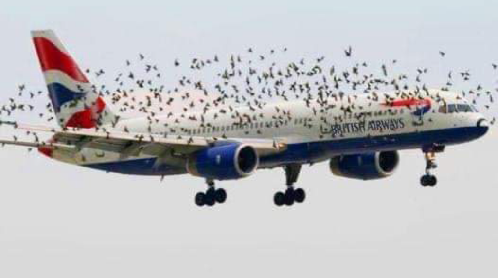 The pilot’s emotional reaction when he discovered why birds were flying alongside the plane