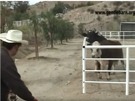 Cow cries constantly for missing baby, then looks through the fence and loses control