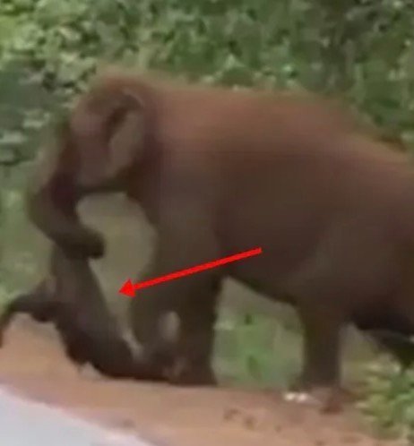 When they saw what this elephant was carrying in its trunk, they closed off the route.