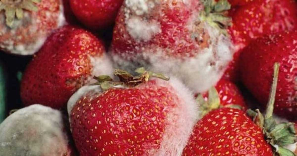 How to Preserve Fresh Strawberries for a Longer Time