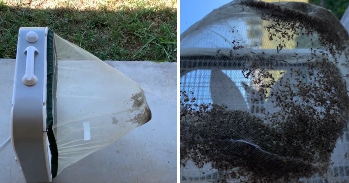 How To Create An Extremely Successful Mosquito Trap