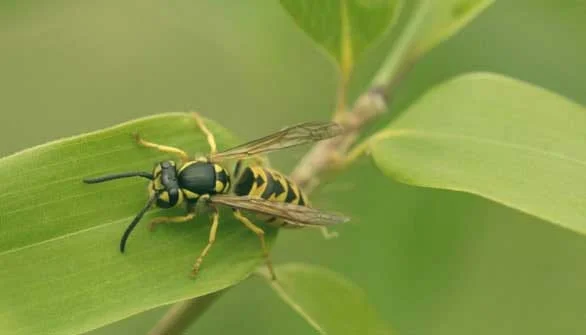 How To Keep Wasps Away From Your Home And Yard