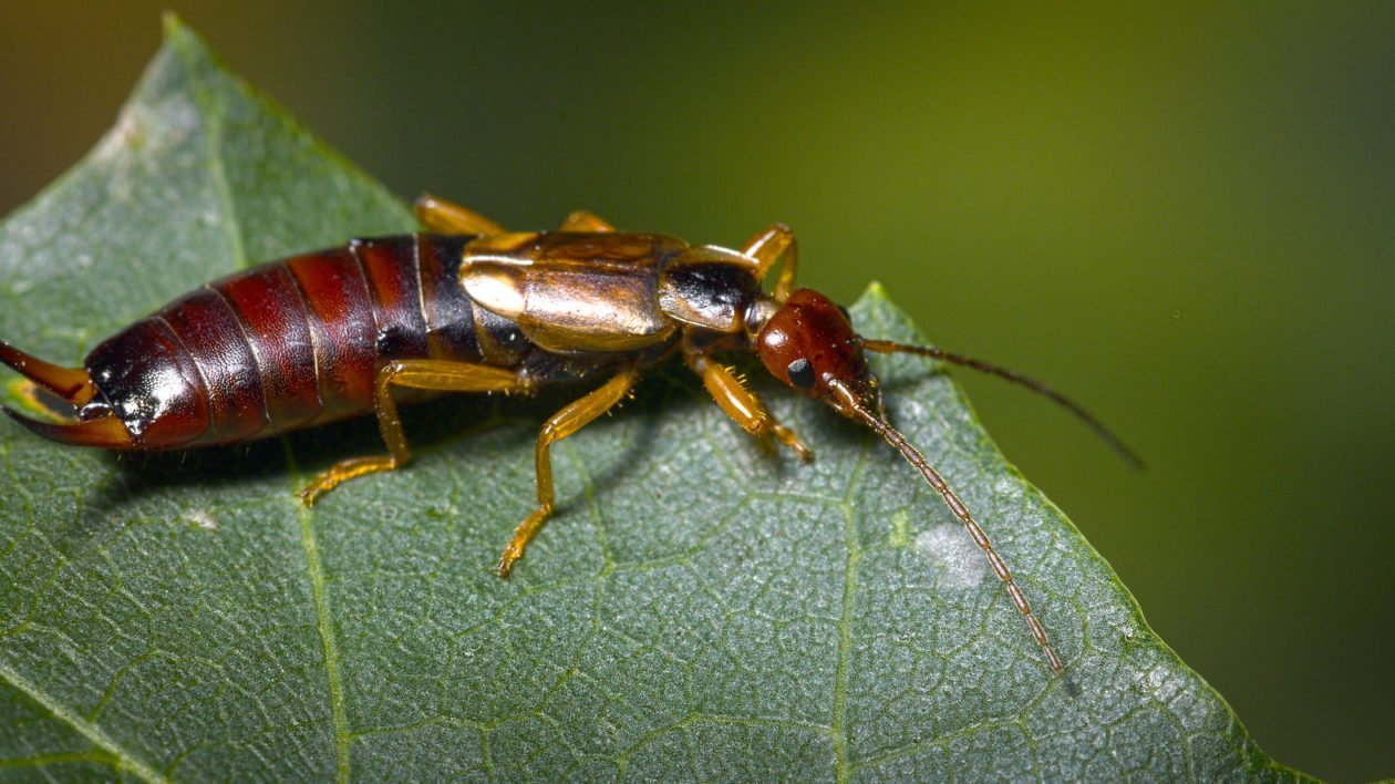 How to Remove Earwigs Using Just One Easy Ingredient