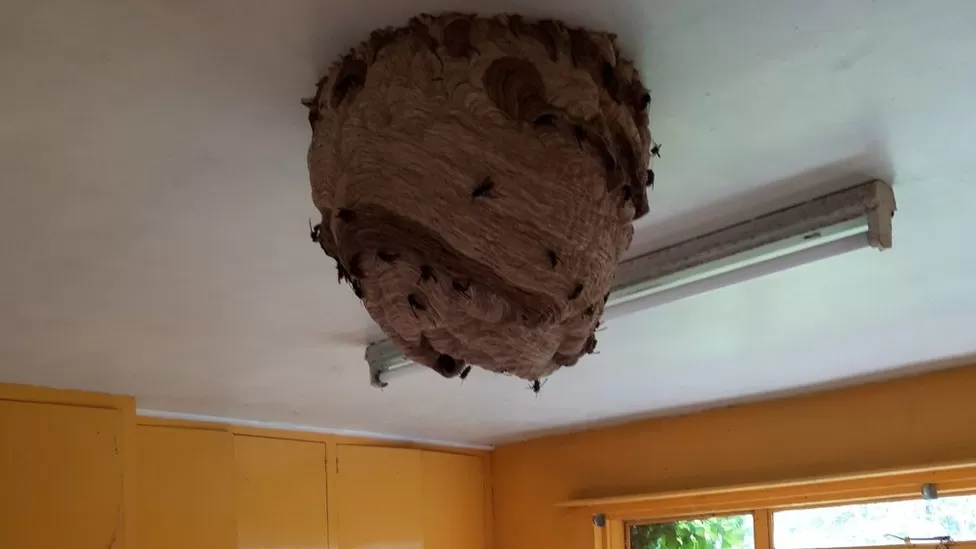 Large Asian hornet nests discovered in a deserted home prompting further alerts