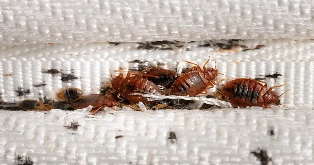 Methods for Eliminating Bed Bugs