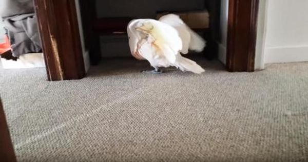 Max the Cockatoo’s Hilarious Tantrum Before Vet Visit