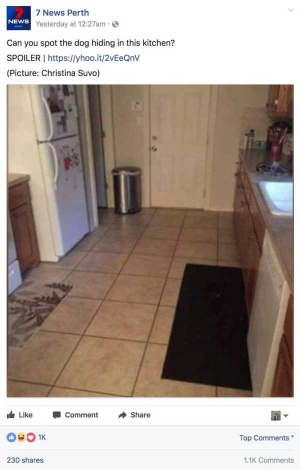 Can you find the large dog hiding in this kitchen?