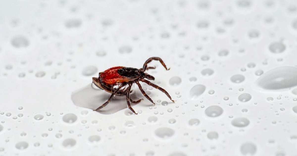 How to Proceed If You Find a Tick Inside Your House