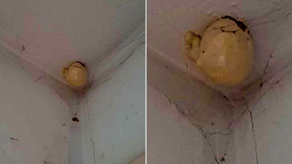 A strange egg was found on the ceiling.