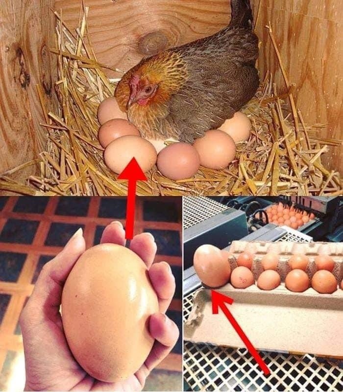 “A Farmer Found A Large Egg Under A Hen”: What Hatched From The Egg Shocked Everyone!