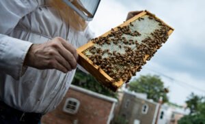 The man forgot to close the car window and when he returned he found 15,000 bees in the cabin