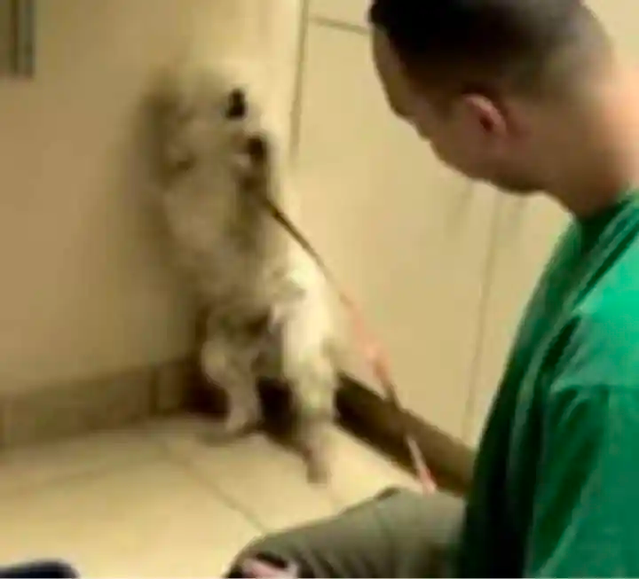 Terrified Dog Saved from Being Put Down