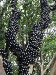 This peculiar-looking fruit possesses the world’s greatest unknown health benefit.