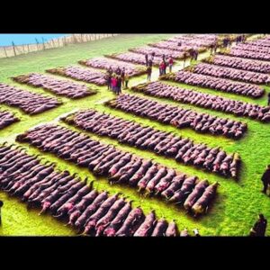 Drone Footage Reveals Astonishing Magnetic Field Herding Sheep on a Struggling Farm Drone Footage Reveals Astonishing Magnetic Field Herding Sheep on a Struggling Farm