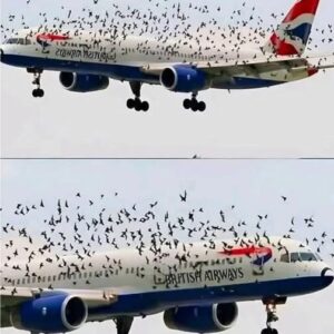 The pilot cried when he understood why the birds wouldn’t leave him alone. – Notis Actuales The pilot cried when he understood why the birds wouldn’t leave him alone. – Notis Actuales