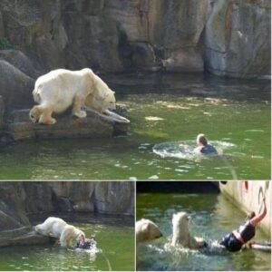 Polar bear attacks woman who jumped into enclosure at Berlin Zoo Polar bear attacks woman who jumped into enclosure at Berlin Zoo