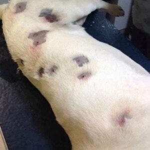 She thought dog was full of bites – then vet looks closer and calls the police She thought dog was full of bites – then vet looks closer and calls the police