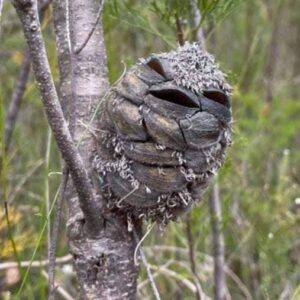 2 / Woman spots what she thinks is a happy bird in the forest – then suddenly realizes her mistake