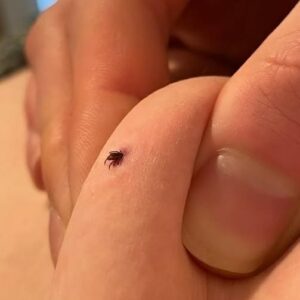 Can anyone tell if this is a tick or not? I also found two of these in my house living room where I have a dog. Is my house infested? Can anyone tell if this is a tick or not? I also found two of these in my house living room where I have a dog. Is my house infested?