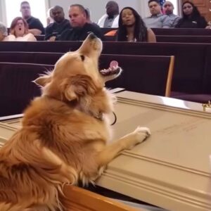 2 / Dog Barks at Coffin during Funeral, Suspicious Son Opens It and Finds It Empty – Story of the Day