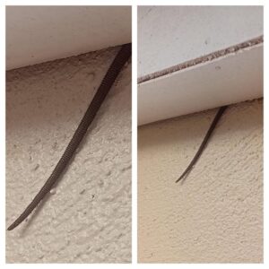 2/ Noticed This Sticking Out from My Ceiling — What Is It? 2/ Noticed This Sticking Out from My Ceiling — What Is It?