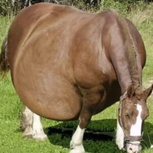 2 / Horse Refuses To Give Birth, When The Vet Sees The Ultrasound He Calls The Police 2 / Horse Refuses To Give Birth, When The Vet Sees The Ultrasound He Calls The Police