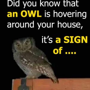 2/ Did you know that an OWL is hovering around your house when 2/ Did you know that an OWL is hovering around your house when