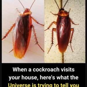 Did you know that if these arrive at your house it is a SIGN that… Did you know that if these arrive at your house it is a SIGN that…