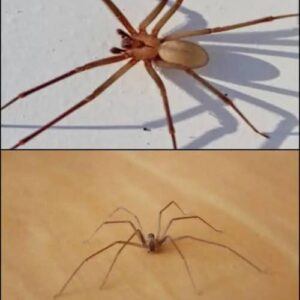 Be Careful! This Spider Will Harm You With Just One Bite. Be Careful! This Spider Will Harm You With Just One Bite.